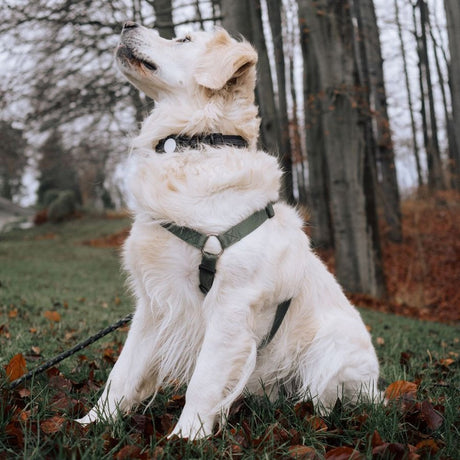 Lippa Hundehalsbånd med AirTag 1. & 2. Gen. Cover - Large - Sort